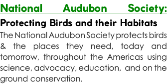 National Audubon Society: Protecting Birds and their Habitats The National Audubon Society protects birds & the places they need, today and tomorrow, throughout the Americas using science, advocacy, education, and on the ground conservation.